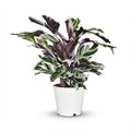 Calathea Fushion White, detail van het blad