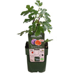 Detailfoto van Ficus 'Gustissimo Perretta', glanzend ovaal blad, 30 cm hoog