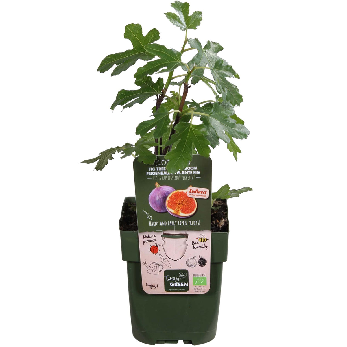 Detailfoto van Ficus 'Gustissimo Perretta', glanzend ovaal blad, 30 cm hoog