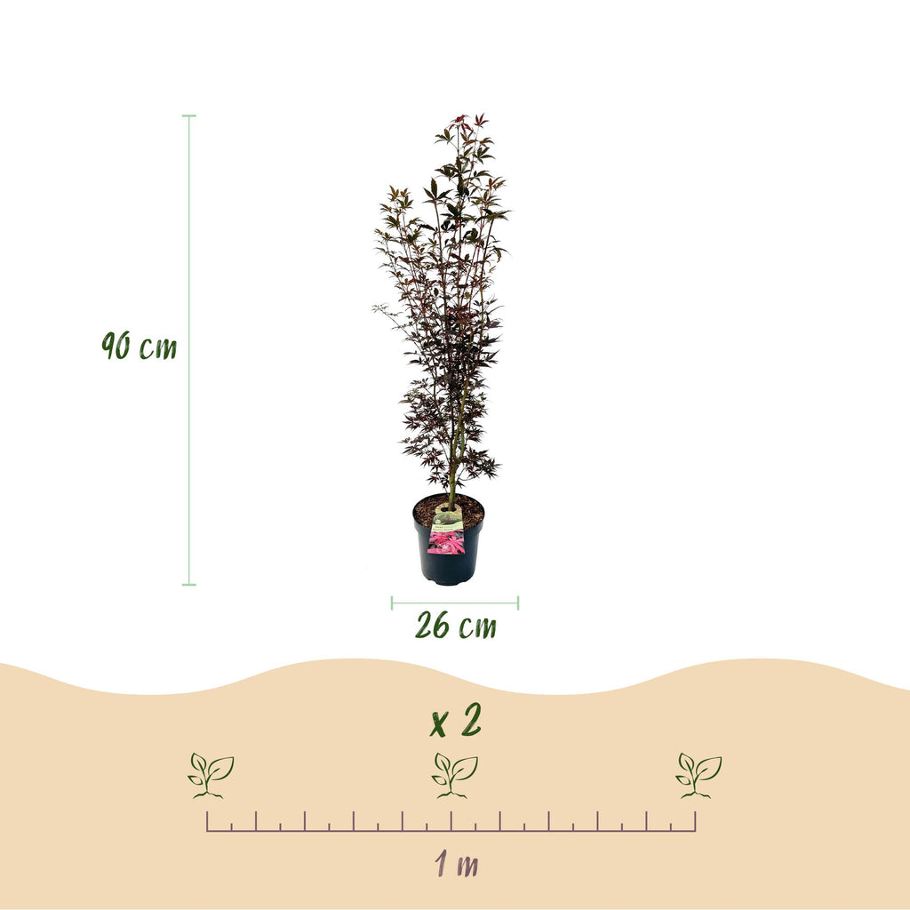 Acer palmatum Skeeters Broom, groene bladeren