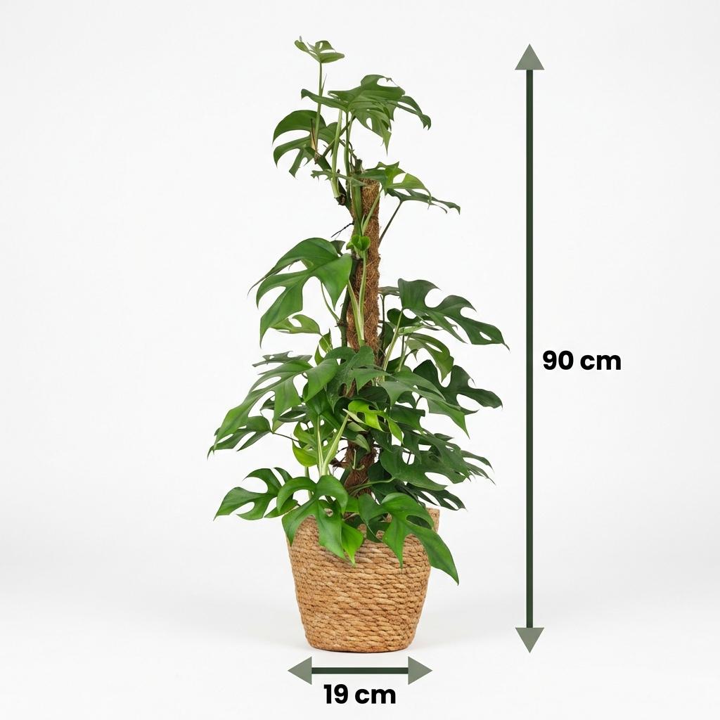 Mini Gatenplant - Monstera Minima Mosstok met Mand, groeiwijze van de plant