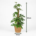 Mini Gatenplant - Monstera Minima Mosstok met Mand, groeiwijze van de plant