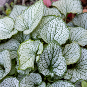 Brunnera macr. &