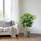 Productfoto van Schefflera Arboricola Gold Capella