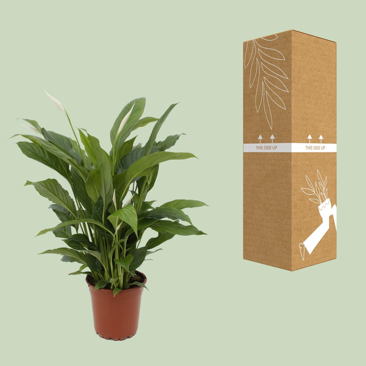 Detailfoto van Spathiphyllum Torelli