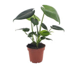Monstera Deliciosa - Gatenplant, detail van het blad