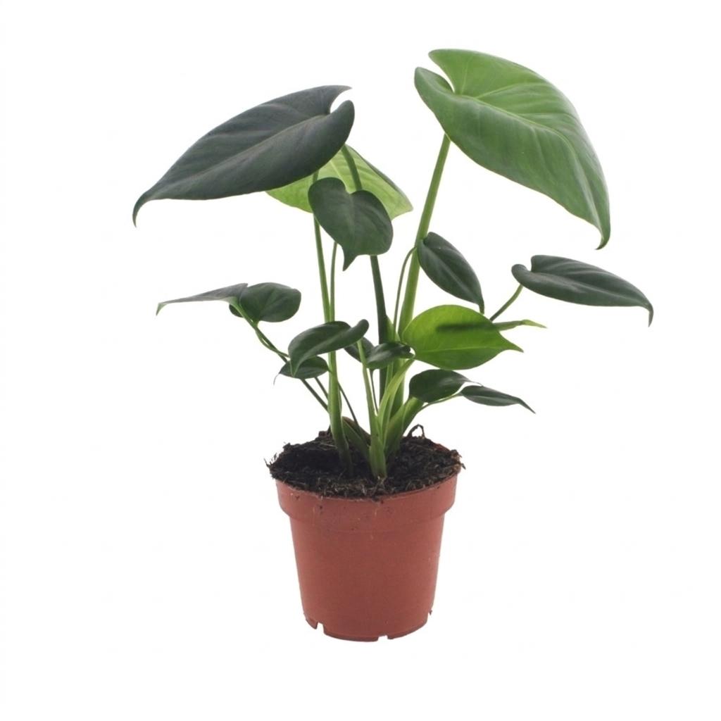 Monstera Deliciosa - Gatenplant, detail van het blad
