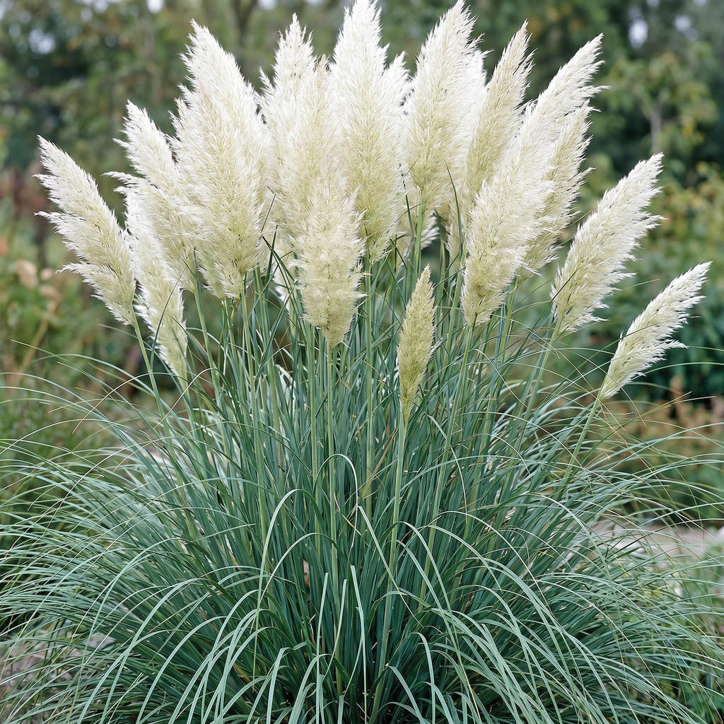 Dwergpampasgras Cortaderia 'Pumila', met pluim, grijs, kenmerkend blad