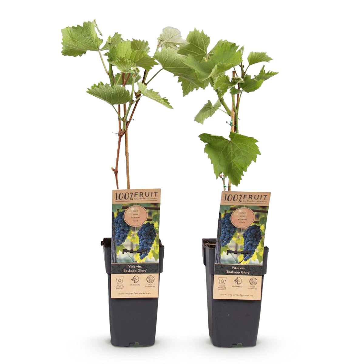 Productafbeelding van Pureplant