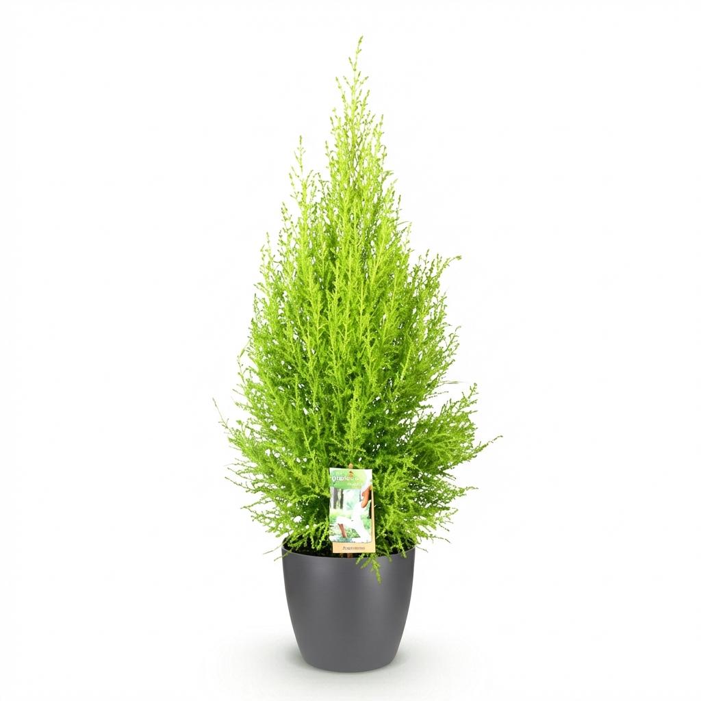 Cupressus Gold Crest Wilma, detail van het blad