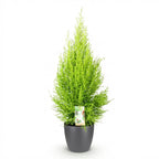 Cupressus Gold Crest Wilma, detail van het blad