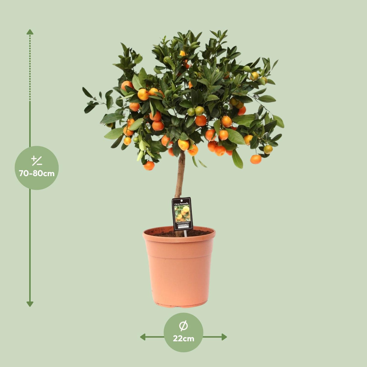 Detailfoto van Citrus Calamondin