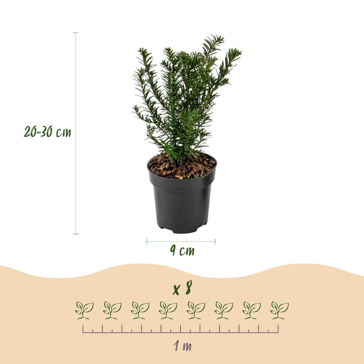 Venijnboom, groeiwijze van de plant