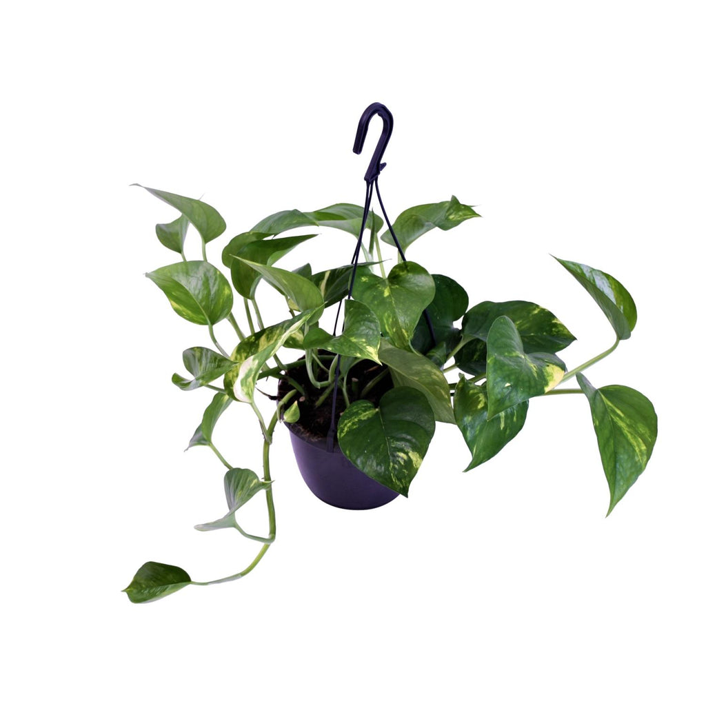 Productfoto van Epipremnum Aureum