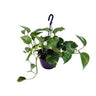 Epipremnum Aureum