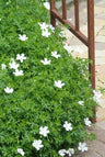 24x Geranium sang. 'Album'