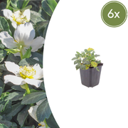 Helleborus orientalis