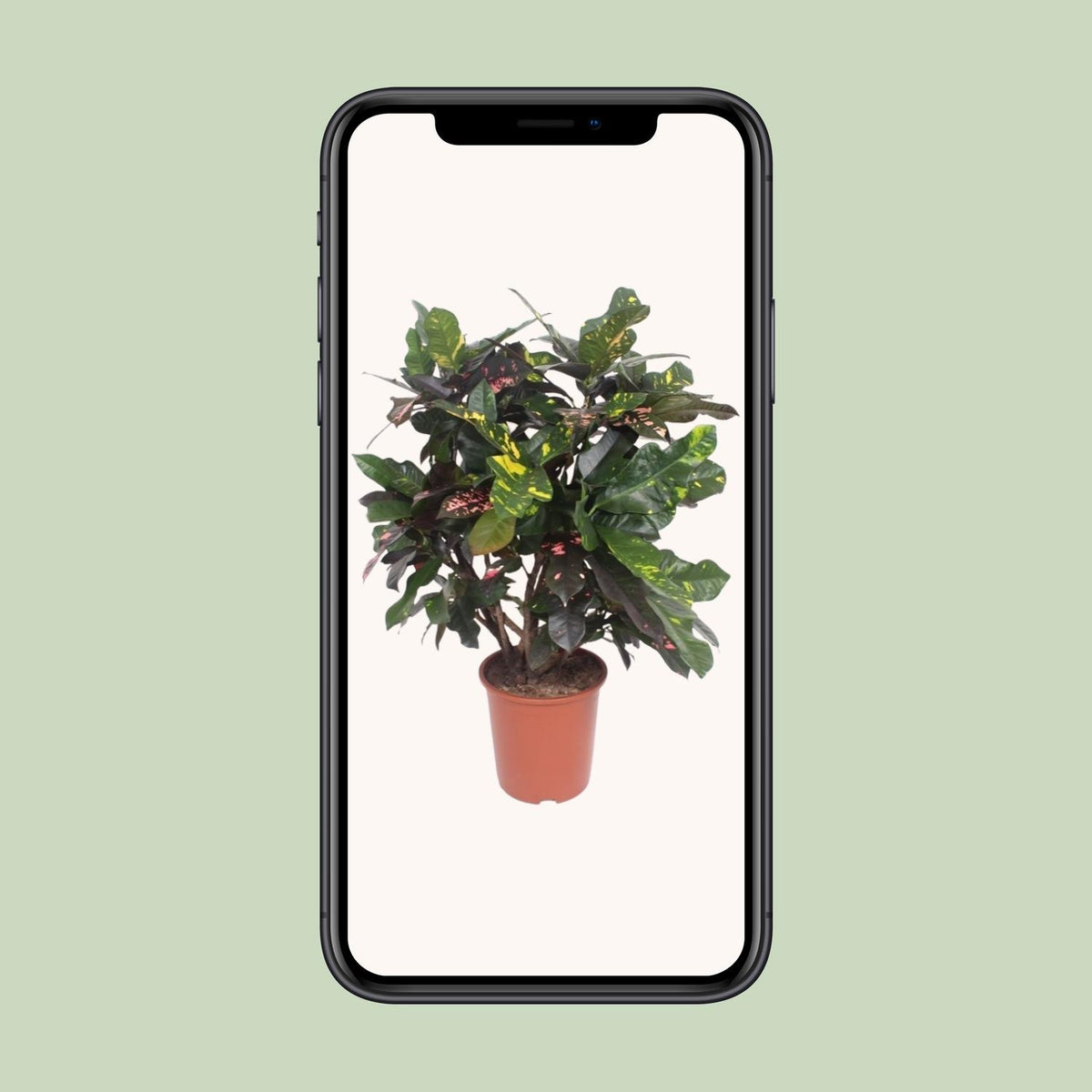 Codiaeum Magnificent (Croton Magnificent), groene bladeren