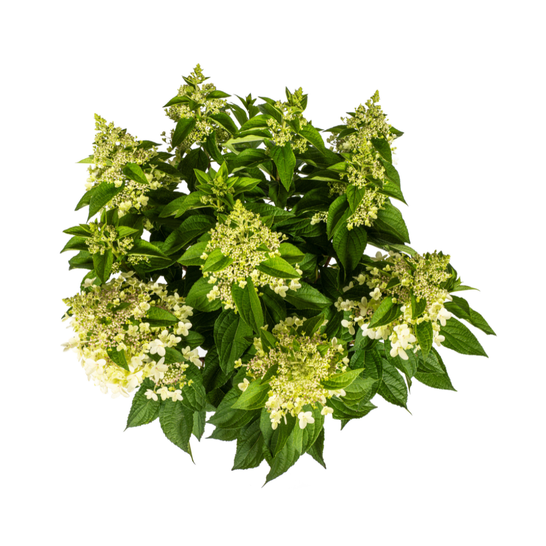 Productafbeelding van Pureplant