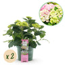 Hortensia