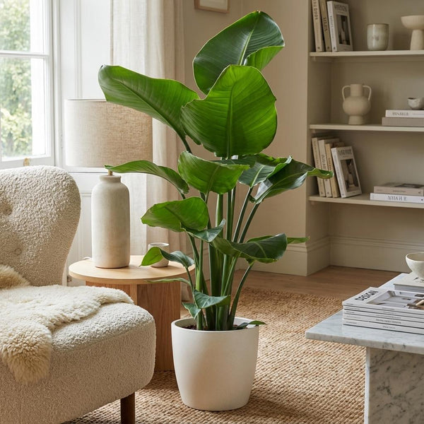 Strelitzia Nicolai met witte pot
