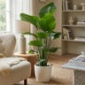 Strelitzia Nicolai met witte pot