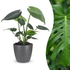 Monstera Deliciosa - Gatenplant met grijze pot, plant in pot