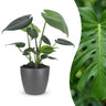 Monstera Deliciosa - Gatenplant met grijze pot