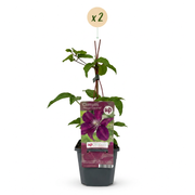 Clematis &