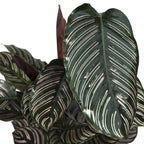 Calathea ornata, kamerplant met gestreept blad, 75 cm hoog, groeiwijze van de plant