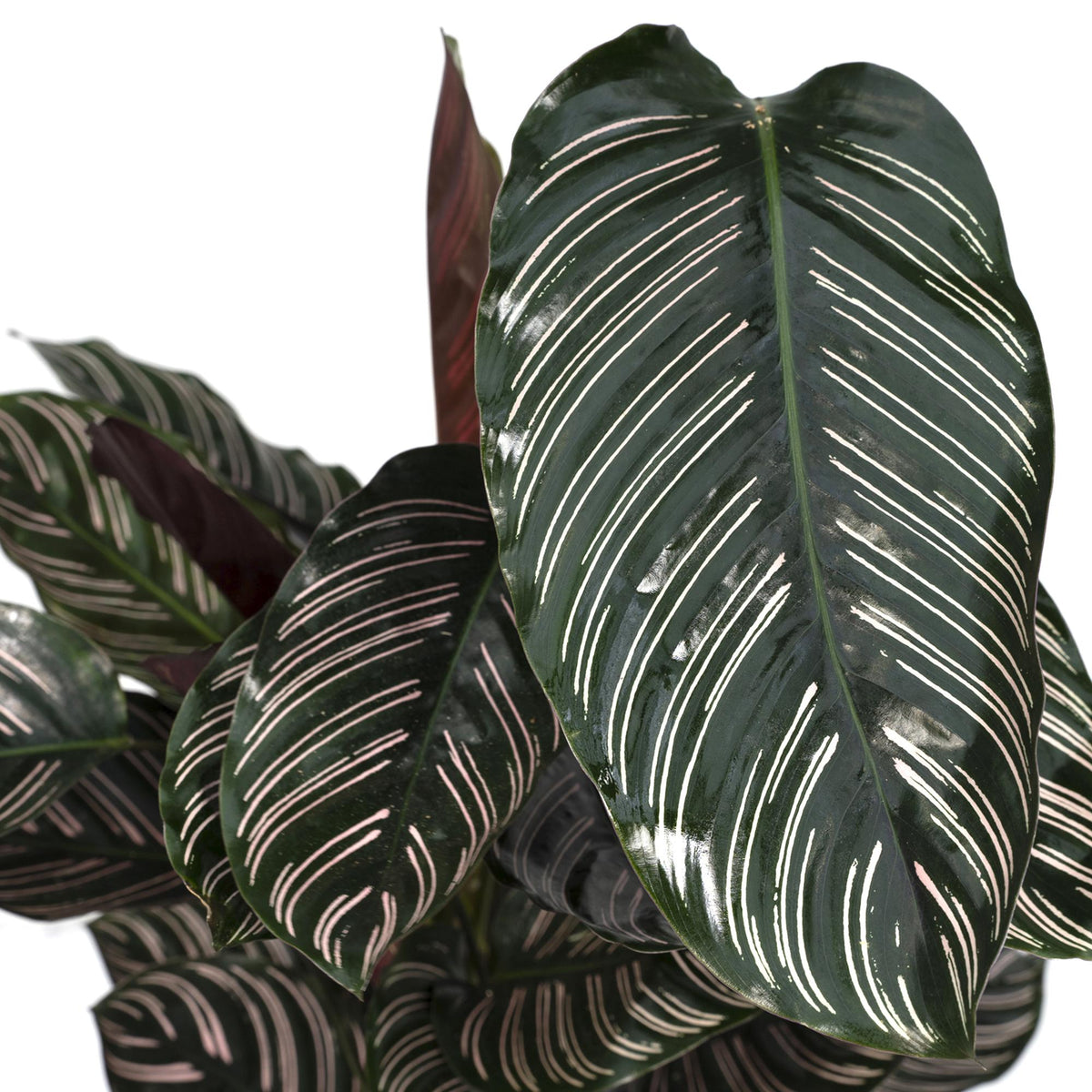 Calathea ornata, kamerplant met gestreept blad, 75 cm hoog, groeiwijze van de plant