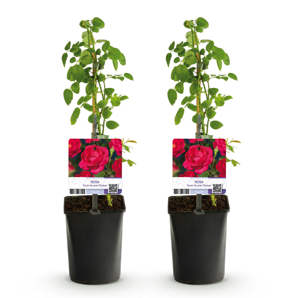 Rosa Paul Scarlet Climber, plant voor tuin en border