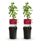 Rosa Paul Scarlet Climber, plant voor tuin en border