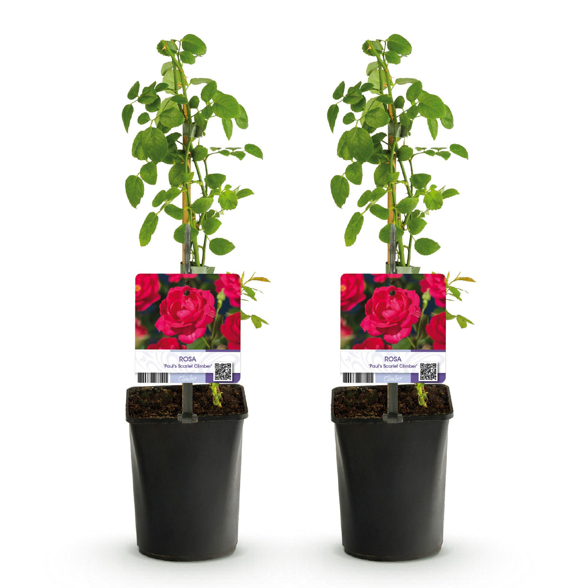 Rosa Paul Scarlet Climber, plant voor tuin en border