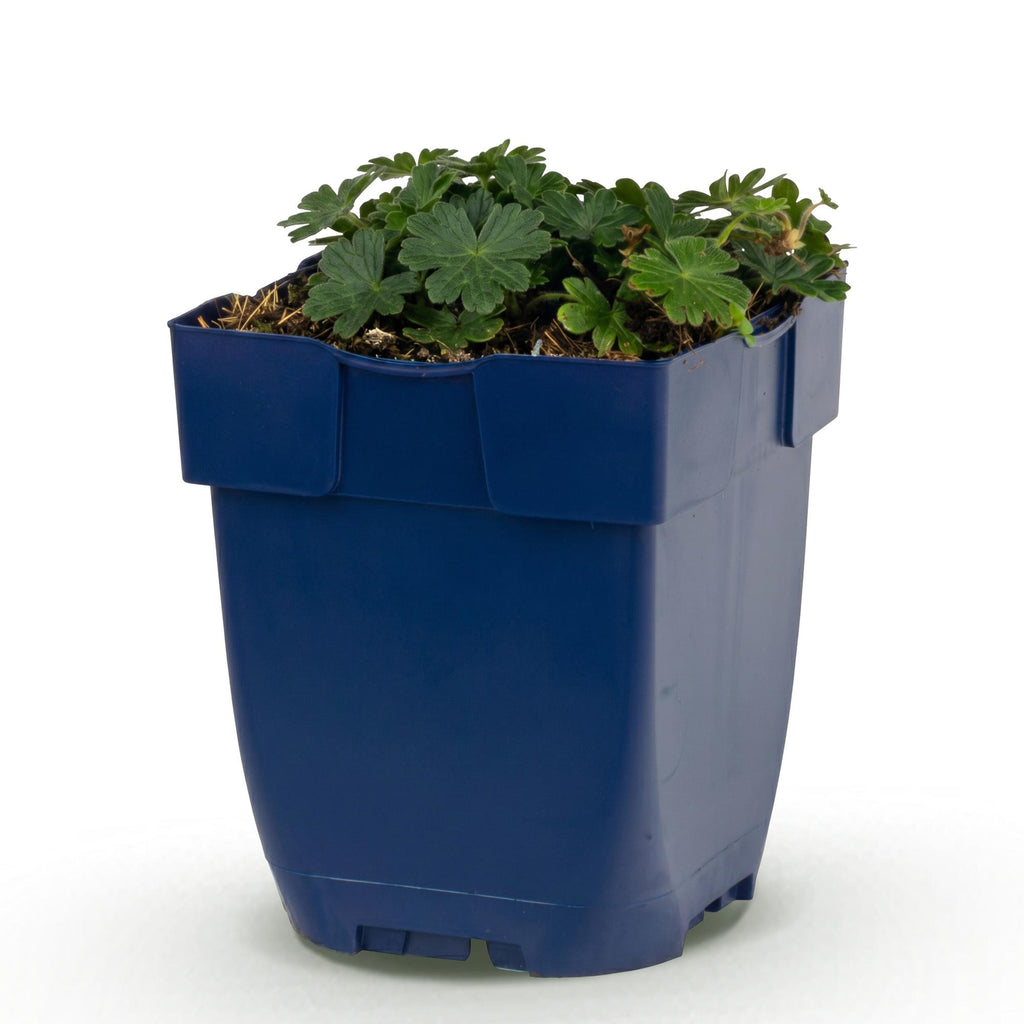 Ooievaarsbek sang. Max Frei, plant in pot