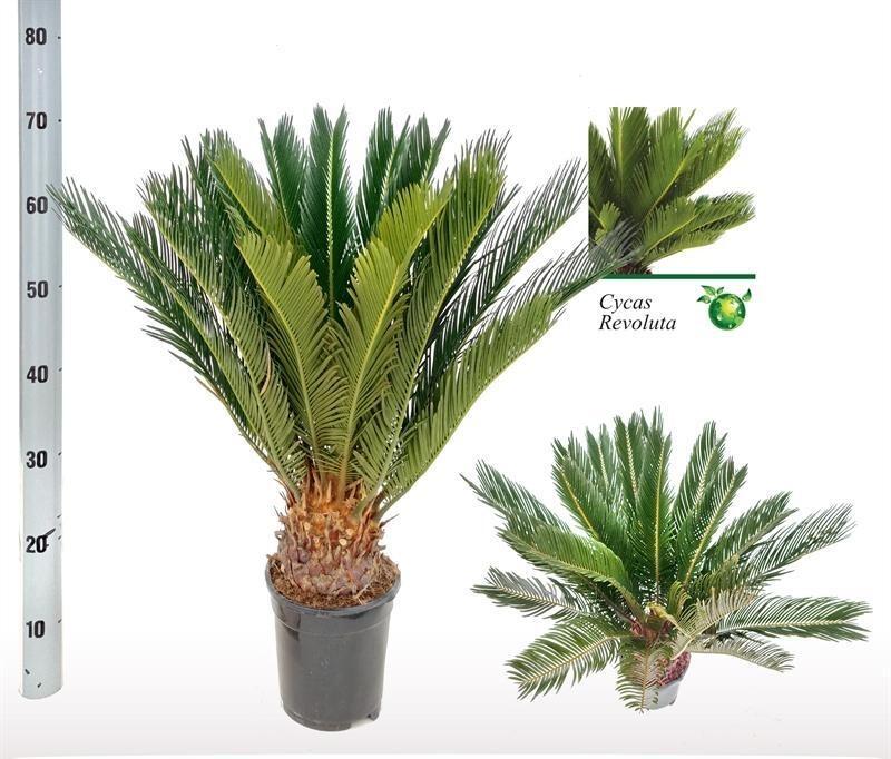 Productfoto van Cycas Revoluta