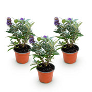 3x Buddleja davidii Butterfly Candy Little Lila