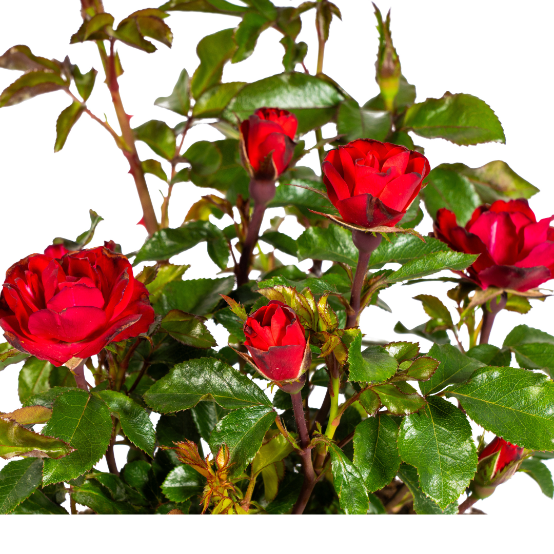 Rosa Zepeti, detail van het blad