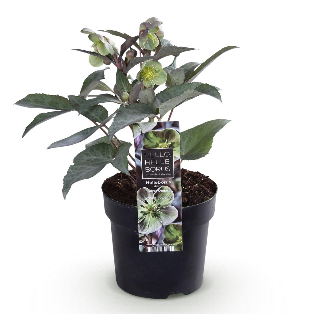 Lenten rose Helleborus sternii Silver Dollar, kenmerkend blad
