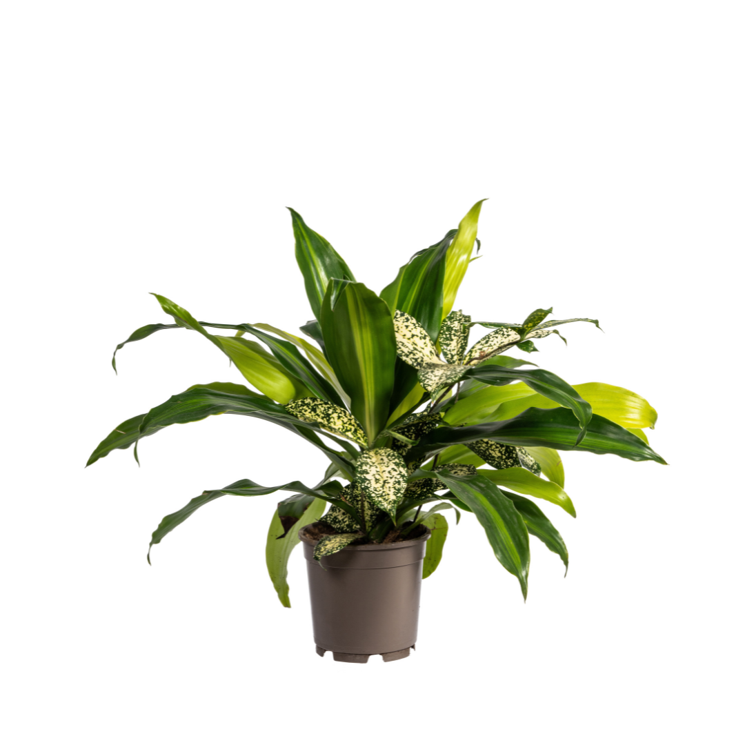 Mixed Combo, plant in pot