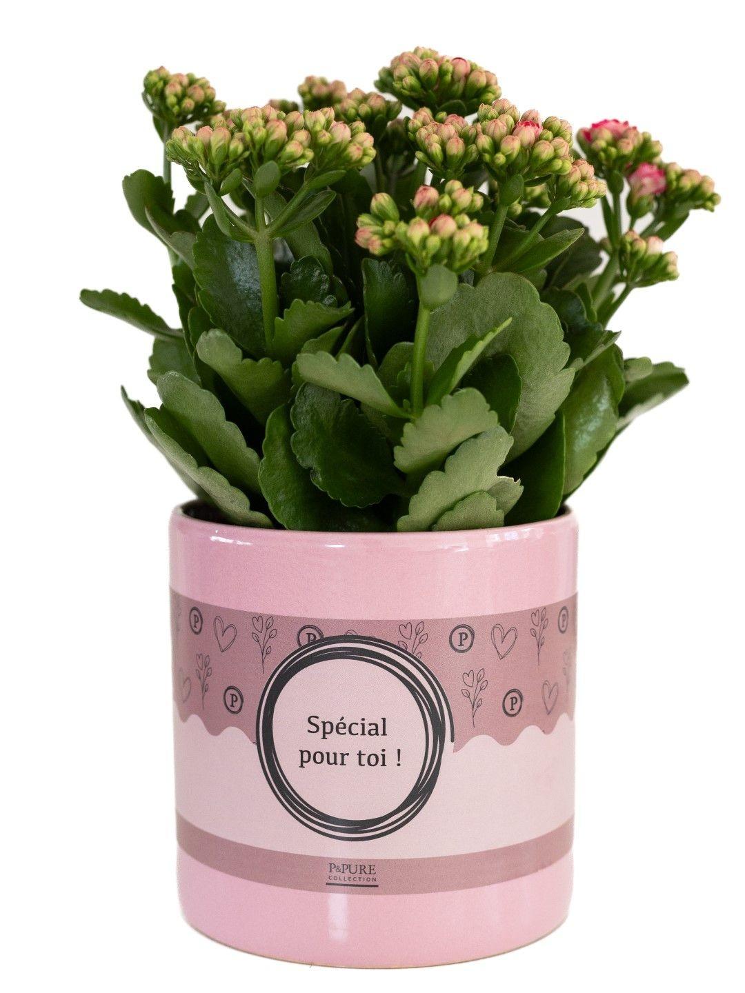 Kalanchoe Pink In P&PURE "SPECIAL POUR TOI" Verpakking, detail van het blad