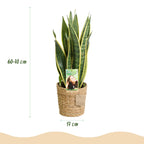 Sansevieria Laurentii met mand, groene bladeren