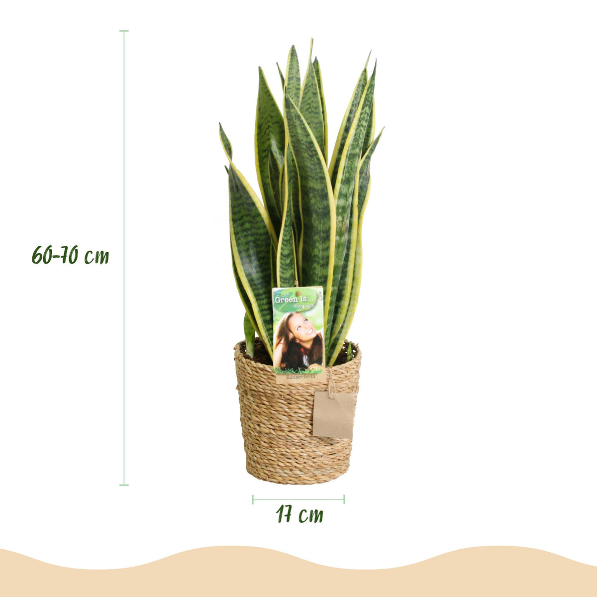 Sansevieria Laurentii met mand, groene bladeren
