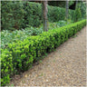 24 x Euonymus japonicus 'Green Spire'