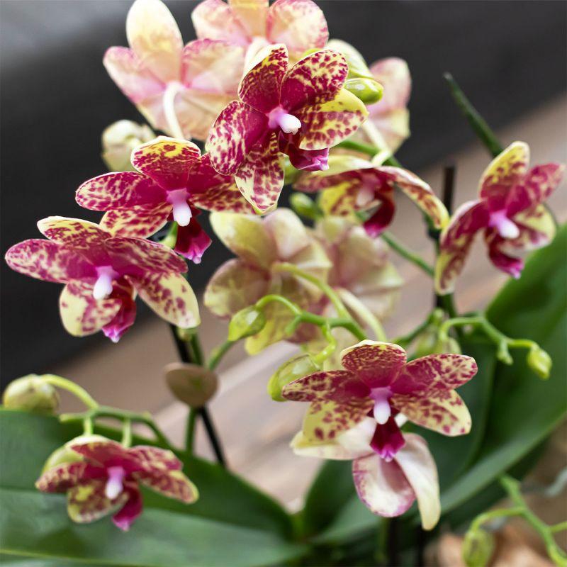 Oranje orchidee Grosetto met sierpot, vers van de kweker, groene bladeren