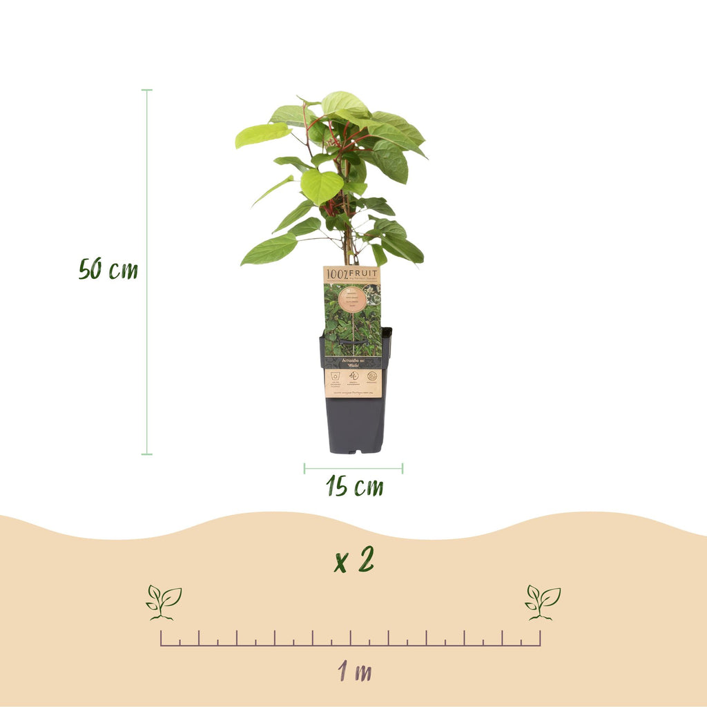 Kiwibessenplant Weiki (mannelijk), kenmerkend blad