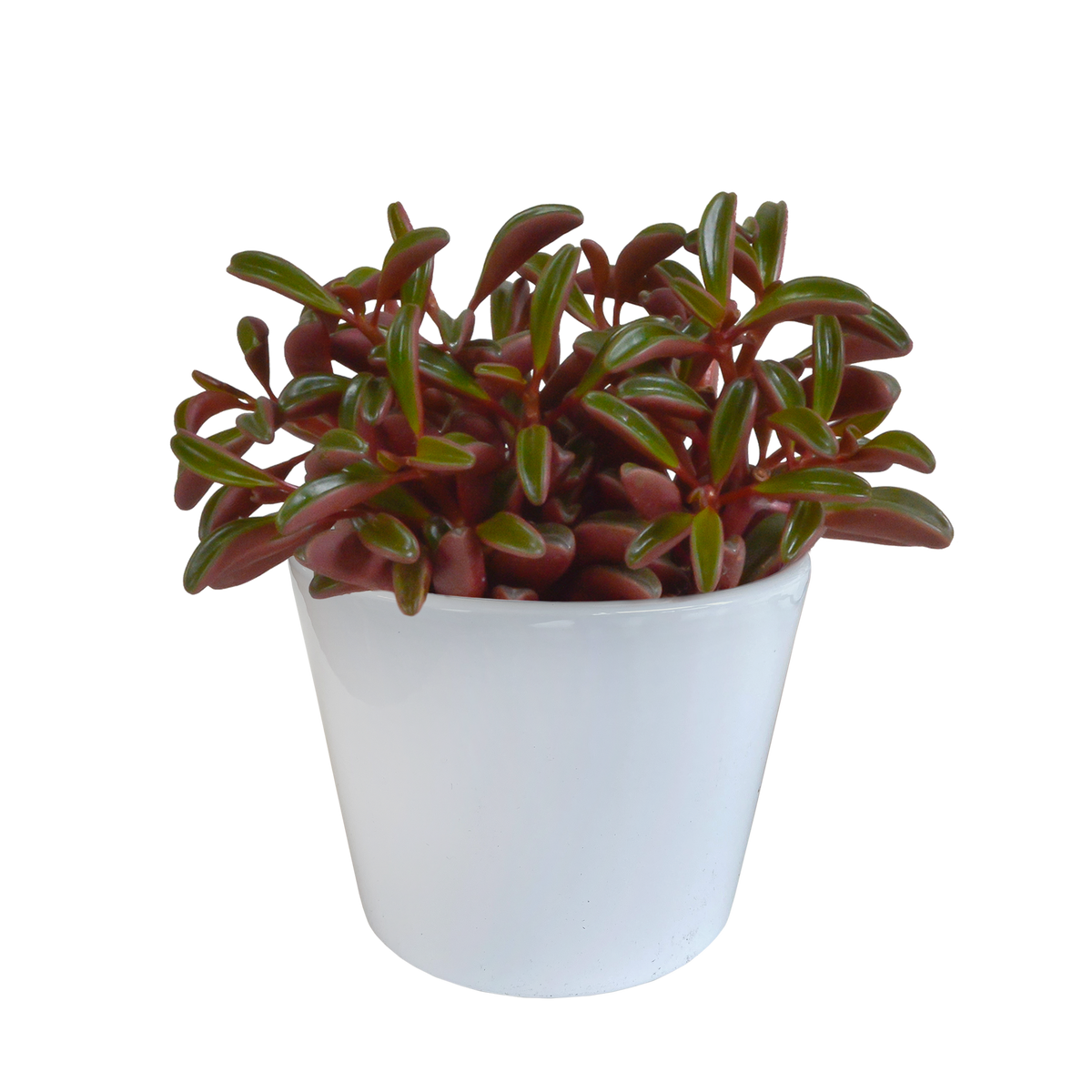 Productafbeelding van Pureplant