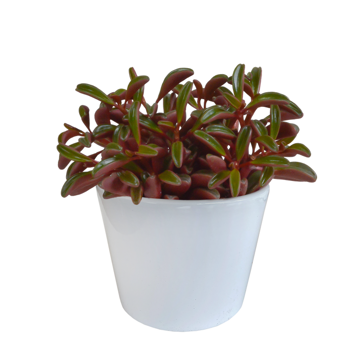 Peperomia graveolens - in witte pot