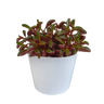 Peperomia graveolens - in witte pot