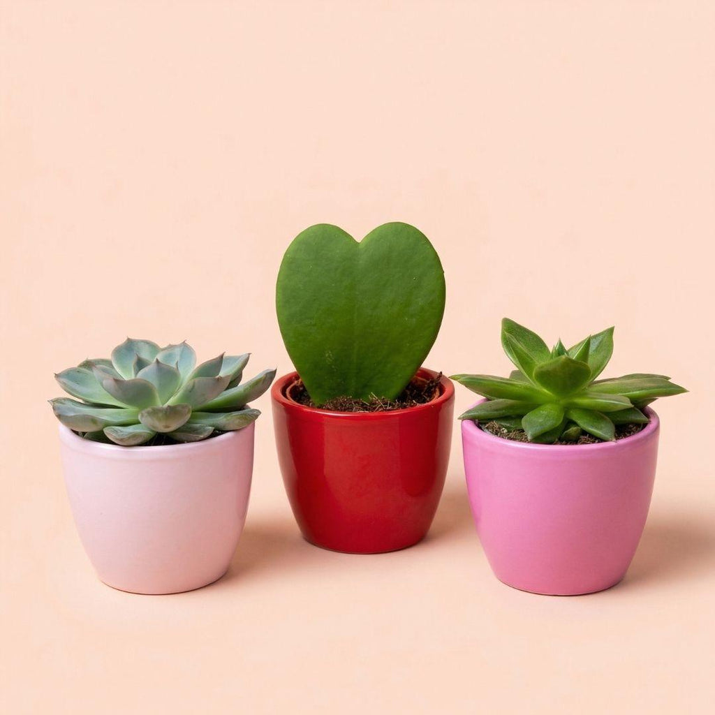 Vetplanten set van 3 met mini pot 'Love', roze-rood, Ø6 cm, detail van het blad